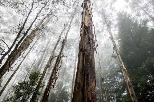 Foggy trees and forest scene - Australian Stock Image