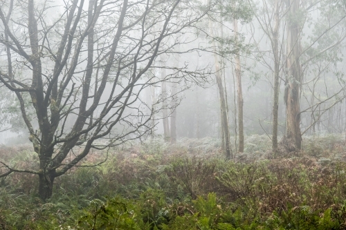 Foggy trees and forest scene - Australian Stock Image