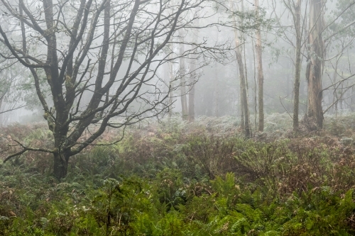 Foggy trees and forest scene - Australian Stock Image