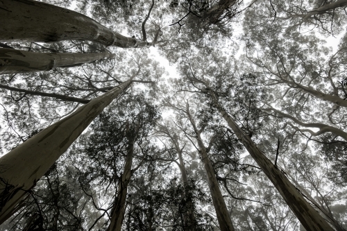 Foggy trees and forest scene - Australian Stock Image