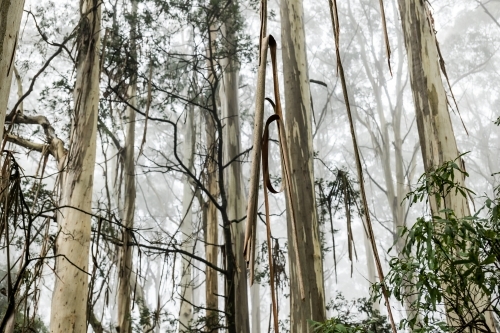 Foggy trees and forest scene - Australian Stock Image