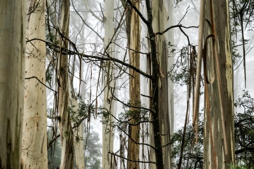 Foggy trees and forest scene - Australian Stock Image