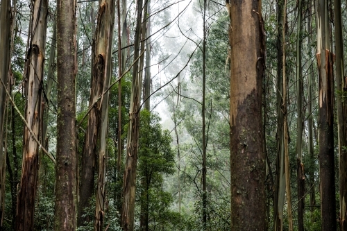 Foggy trees and forest scene - Australian Stock Image