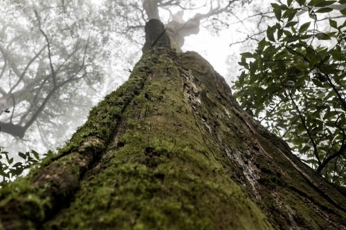 Foggy trees and forest scene - Australian Stock Image