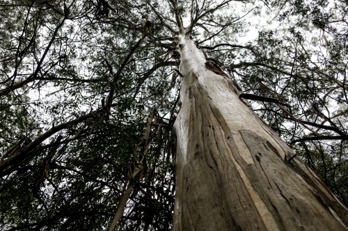 Foggy trees and forest scene - Australian Stock Image