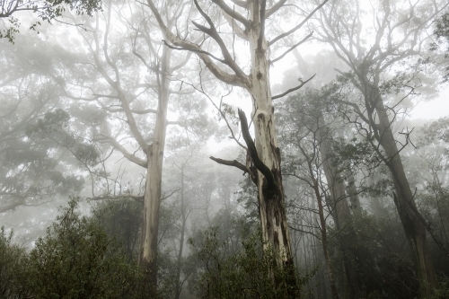 Foggy trees and forest scene - Australian Stock Image