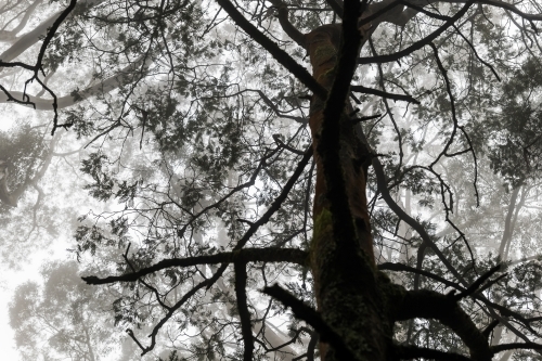 Foggy trees and forest scene - Australian Stock Image