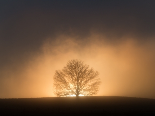 Foggy winter sunrise behind an elm tree on a ridge - Australian Stock Image
