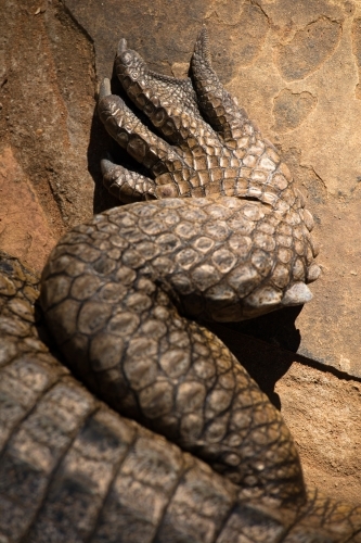 Foot and leg section of a freshwater crocodile