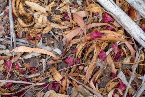 forest floor - Australian Stock Image