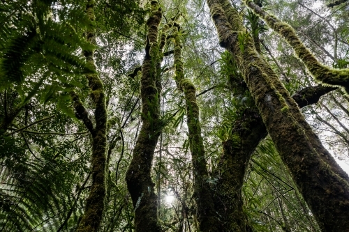 forest of mossy trees - Australian Stock Image