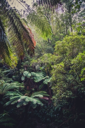 Forest, Otway National Park, Victoria - Australian Stock Image