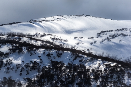 Forested hillside covered in snow - Australian Stock Image