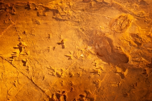 Fossilised dinosaur tracks in stone at the Lark Hill Quarry. - Australian Stock Image