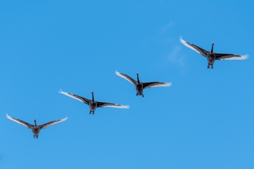 Four geese flying in a clear blue sky. - Australian Stock Image