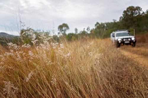 four wheel drive vehicle on dirt road behind long grass - Australian Stock Image