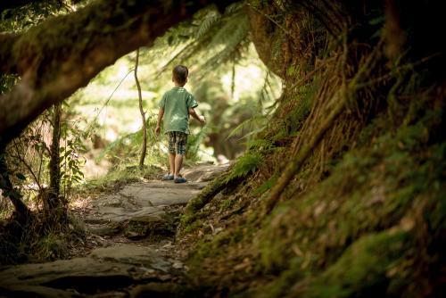 Four year old boy explores the bush along a walking track - Australian Stock Image