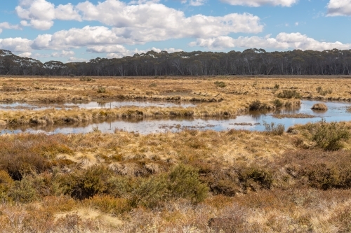 Fragile alpine ecosystem in the Snowy Mountains with grassland in foreground and trees on horizon - Australian Stock Image