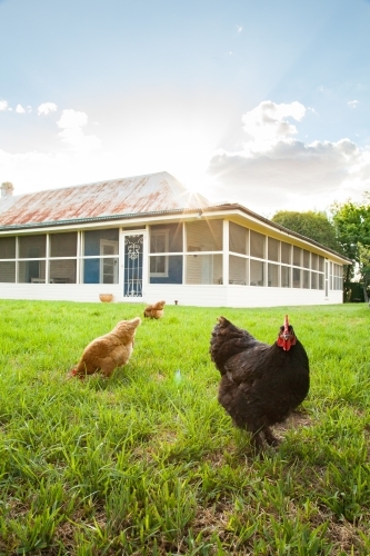 Free range chooks in front of country homestead on a farm - Australian Stock Image