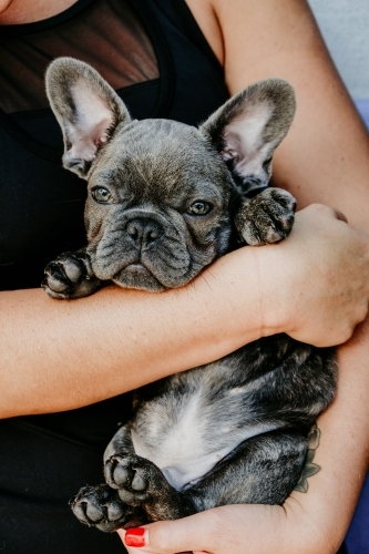 French bulldog puppy. - Australian Stock Image