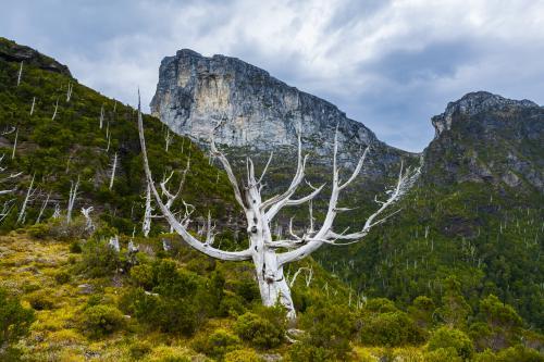 Frenchmans Cap - Australian Stock Image