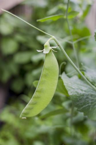 Fresh green pea growing in backyard vegetable garden - Australian Stock Image