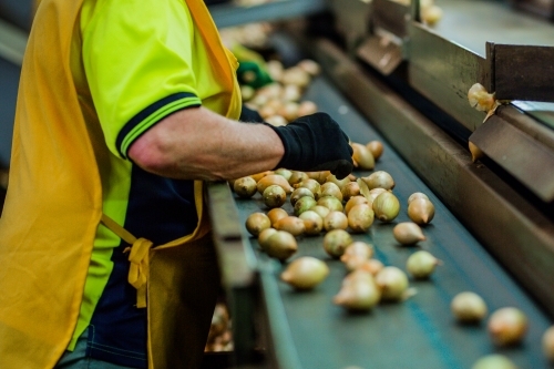 Fresh onions being graded - Australian Stock Image