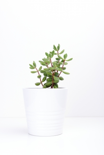Fresh succulent plant in white pot, on white background. - Australian Stock Image