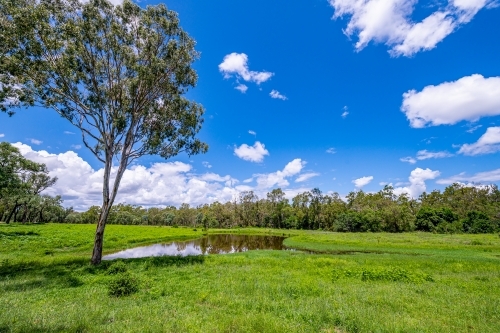 fresh water pond surrounded by tall green grass and tree in the foreground - Australian Stock Image