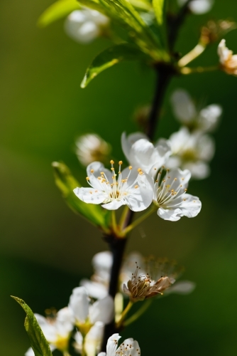 Fresh white apricot blossom on blurred nature background. - Australian Stock Image