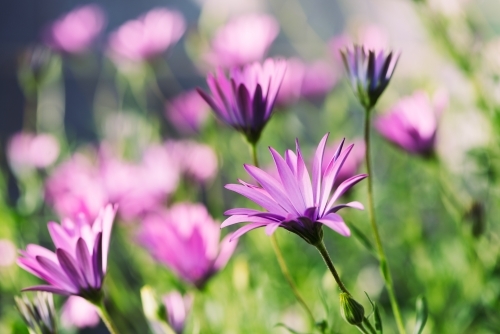 Fresh wild flower blue eye daisy on blurred nature background. - Australian Stock Image