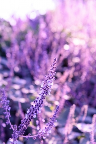 Fresh wild flowers in nature. - Australian Stock Image