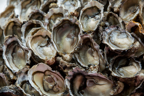 Freshly opened oysters - Australian Stock Image