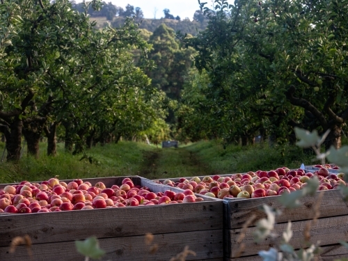 Freshly picked apples in wooden crate in the orchard - Australian Stock Image