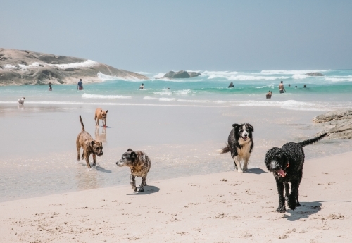 Friendly dogs playing on the beach with people swimming in the ocean - Australian Stock Image