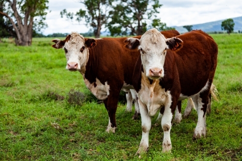 Friendly Hereford cows coming close up - Australian Stock Image