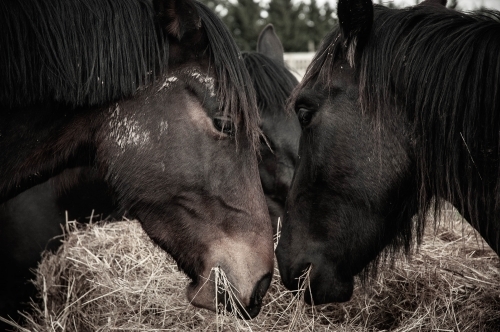 friesian horses together close up heads eating hay - Australian Stock Image