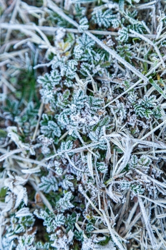 Frost covering plants on winter morning - Australian Stock Image