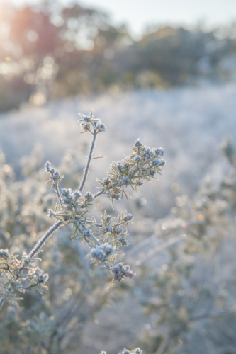 Frozen flowers on a winter's morning - Australian Stock Image