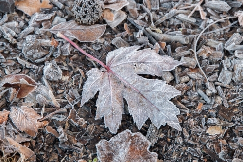 Frozen leaf on the ground surrounded by twigs on a frosty morning. - Australian Stock Image