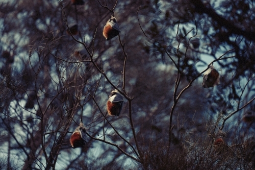 Fruit bats hanging upside down in trees