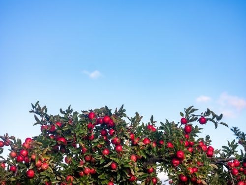 fruit trees in an apple orchard on a sunny morning ripe for harvest - Australian Stock Image