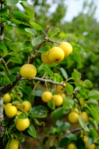 Fruit trees in Macedon area of Victoria - Australian Stock Image