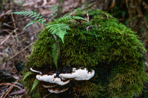 fungi on moss covered mound - Australian Stock Image