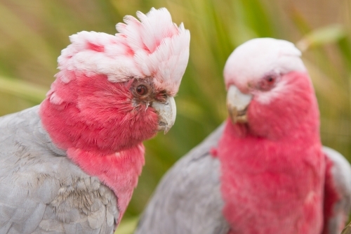 Galah Pair - Australian Stock Image