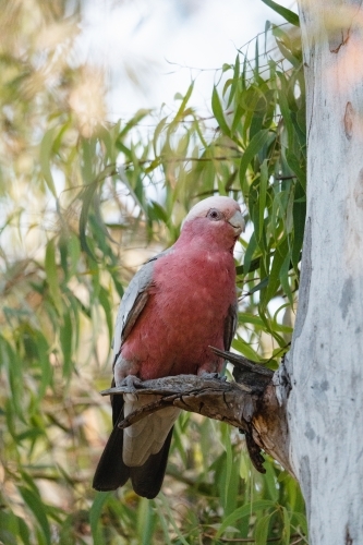 Galah perched in eucalyptus tree