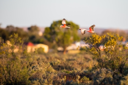 Galahs in flight - Australian Stock Image