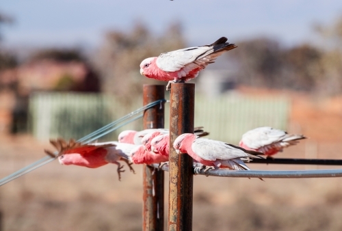 galahs sitting on a fence - Australian Stock Image