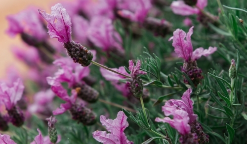 Garden of lavender - Australian Stock Image