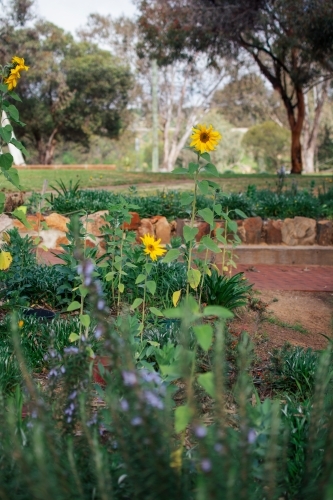 Garden with lavender and sunflowers